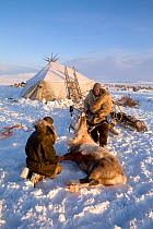 Chukchi herders with dead Reindeer (Rangifer tarandus) killed as part of traditional ritual sacrifice. Chukotskiy Peninsula, Chukotka, Siberia, Russia, spring 2010