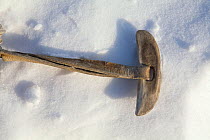 Chukchi reindeer herder's toggle hitch, made from antler and used to hitch reindeer to the sled. Chukotskiy Peninsula, Chukotka, Siberia, Russia, 2010