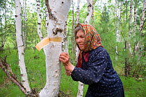 Selkup woman cutting bark from Birch tree (Betula) to make traditional basket. Near Bistrinka, Purovskiy Region, Yamal, Western Siberia, Russia, 2008.