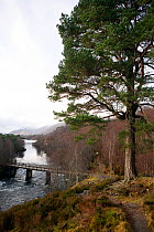Scots pine (Pinus sylvestris) by the bridge over River Affric. Glen Affric, Scotland.
