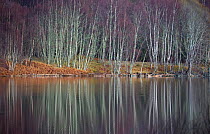 Scots pine (Pinus sylvestris) and Birch trees (Betula) reflected the still waters of Loch Beinn a' Mheadhoin. Glen Affric, Scotland.