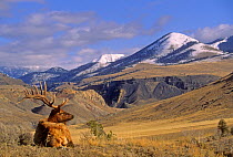 Bull Elk (Cervus canadensis) with eight point antlers, resting with Rocky mountain background, Montana, USA