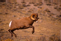 Rocky Mountain Bighorn sheep (Ovis canadensis) ram with full curl horns, jumping barbed wire fence, Montana, USA