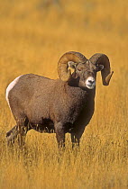 Rocky Mountain Bighorn sheep (Ovis canadensis) ram with full curl horns, Montana, USA