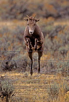Rocky Mountain Bighorn sheep (Ovis canadensis) female jumping barbed wire fence, Montana, USA