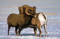 Rocky mountain bighorm sheep (Ovis canadensis) two rams high kicking each other, dominance behaviour, in snow, Montana, USA