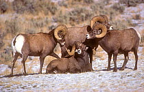 Rocky mountain bighorm sheep (Ovis canadensis) four rams gather in dominance huddle, Montana, USA