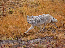 Coyote (Canis latrans) crossing ground, alert, Montana, USA