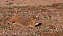 Black-tailed prairie dog (Cynomys ludovicianus) stretching, Montana, USA