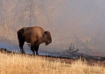 Bison (Bison bison) warming up next to scorched ground, Yellowstone NP, Wyoming, USA