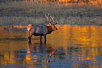Bull Elk (Cervus canadensis) in Madison river, Yellowstone NP, Montana, USA