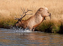 Bull Elk (Cervus canadensis) jumping into Madison river, Yellowstone NP, Montana, USA