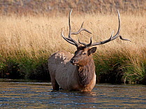 Bull Elk (Cervus canadensis) standing in Madison river, Yellowstone NP, Montana, USA