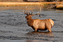 Bull Elk (Cervus canadensis) standing, posturing in Madison river, Yellowstone NP, Montana, USA