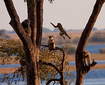 Chacma baboon (Papio ursinus) juveniles playing in tree, Botswana