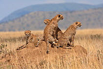 Cheetah (Acinonyx jubatus) family resting on old termite mound, scanning savannah for prey, East Africa
