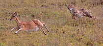 Cheetah (Acinonyx jubatus) juvenile chasing a Reedbuck ewe (Redunca arundinum) East Africa