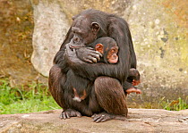 Chimpanzee (Pan troglodytes) cuddling youngster to provide warmth on a cold day, Sydney Taronga Zoo, Australia