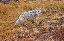 Coyote (Canis latrans) frozen at alert, Montana, USA
