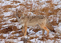 Coyote (Canis latrans)  portrait camouflaged against background, Montana, USA