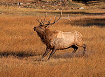Elk (Cervus canadenis) bull stamping, asserting his dominance, Yellowstone NP, Montana, USA