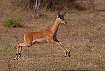 Impala (Aepyceros melampus) juvenile bounding in play, East Africa