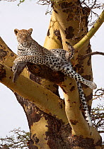 Leopard (Panthera pardus) resting in a fever tree, South Africa