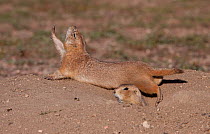 Black tailed prairie dogs (Cynomys ludovicianus) one stretching on top of burrow, another peering out from burrow, Montana, USA
