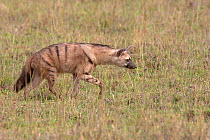 Aardwolf (Proteles cristatus) searching for termite prey, Serengeti NP, Tanzania, East Africa