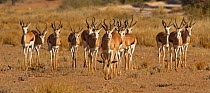 Herd of Springbok (Antidorcas marsupialis) South Africa