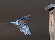Western bluebird (Siala mexicana) flying to nesting box with food for chicks, USA