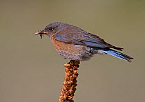 Western bluebird (Siala mexicana) perched with food for chicks, USA