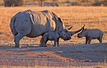 White rhinoceros (Ceratotherium simum) female and two calves, greeting, South Africa