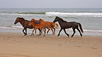 Wild horse / Mustang stallion gathers his Outer Banks group of mares and foals, North Carolina, USA
