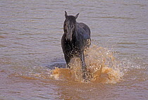 Mustang (Equus caballus) Stallion rolling in a waterhole at the foot of a snowbank. Pryor Mountain Range, Montana, USA