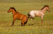 Two Mustang (Equus caballus) Stallions stand rear to rear and kicking each other, Mountain Range, Montana, USA