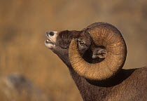 Rocky Mountain Bighorn (Ovis canadensis) portrait of ram displaying Flehman grimace to tell if a Ewe has come into estrous, McMinn Plateau,Yellowstone National Park, Wyoming, USA