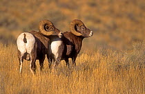 Two Rocky Mountain Bighorn (Ovis canadensis) rams displaying dominance behaviour during the mating season, McMinn Plateau, Yellowstone National Park, Wyoming, USA