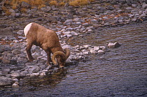 Rocky Mountain Bighorn (Ovis canadensis) ram drinking from the Gardner River, north of the town of Gardiner, Montana, USA