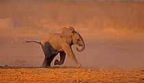 African Elephant (Loxodonta africana) baby running after the group to reunite with its mother. Etosha National Park, Namibia, Southern Africa