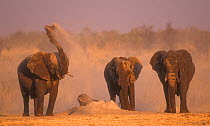 African Elephant (Loxodonta africana) group covering themsleves with sand after bathing in Namutoni waterhole, Etosha National Park, Namibia, Southern Africa Klein, Namibia