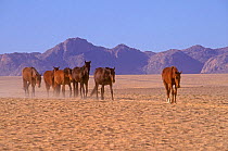 Mustang (Equus caballus) herd following the leader in single file as they approach the only water for them in the Namib-Naukluft National Park of Namibia near Garub, Southern Africa