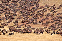 American bison (Bison bison) herd roaming the plains, Custer State Park, South Dakota, USA, September