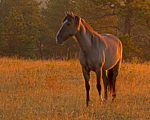 Mustang (Equus ferus caballus) portrait standing in grassland at dusk, IRAM Wild Horse Sanctuary in South Dakota, USA, September