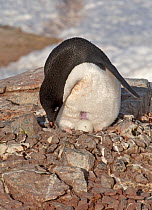 Adelie Penguin (Pygoscelis adeliae) tidies up around its nest and in doing so exposes its brood patch and one of its two eggs. Petermann Island, Antarctica, November