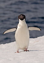 Adelie Penguin (Pygoscelis adeliae) flapping its flippers to cool down, Cuverville Island, Antarctica, November