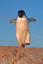 Adelie Penguin (Pygoscelis adeliae) bringing rock to its nest, Petermann Island, Antarctica