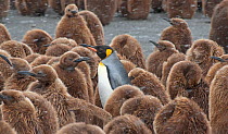 King Penguin (Aptenodytes patagonicus) adult surrounded by huddled chicks, riding out a snowstorm at Gold Harbor, South Georgia.