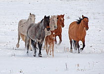 Mustang (Equus caballus) herd trotting in light snow covered prairie, IRAM Wild Horse Sanctuary south of Hot Springs, South Dakota, USA, May