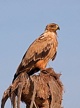 Tawny Eagle (Aquila rapax) perched in the top of a dead Palm tree, Amboseli National Park, Kenya, East Africa
